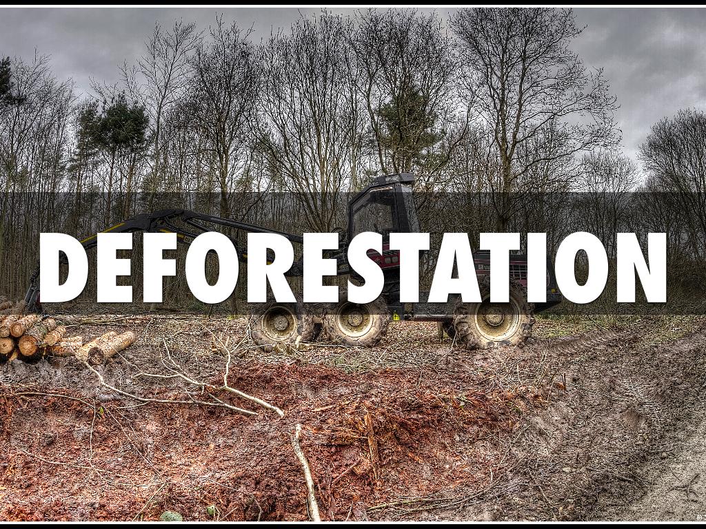 Deforestation 