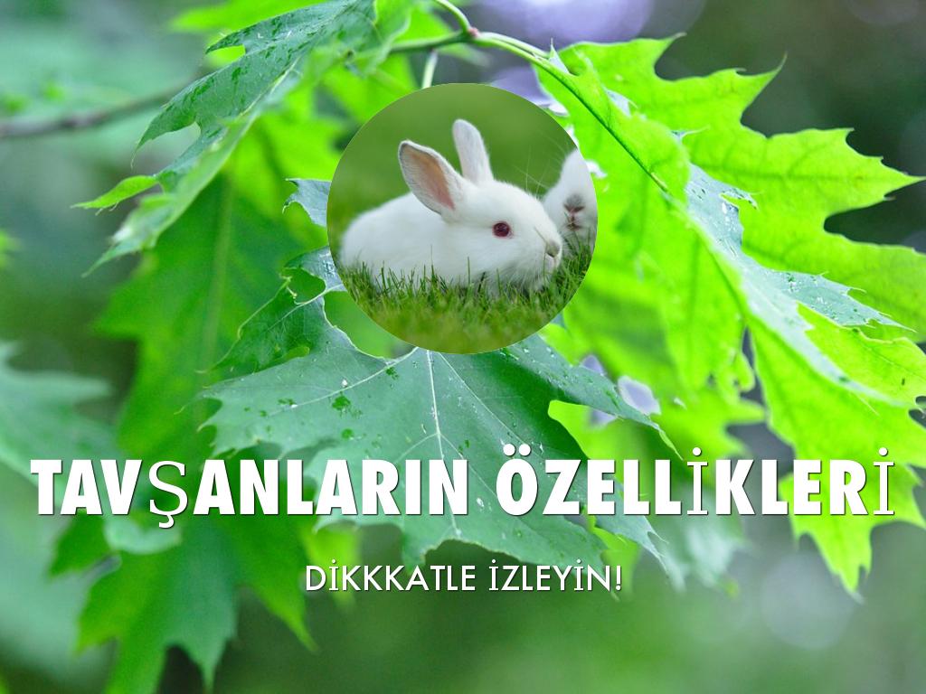TAVŞANLARIN ÖZELLİKLERİ