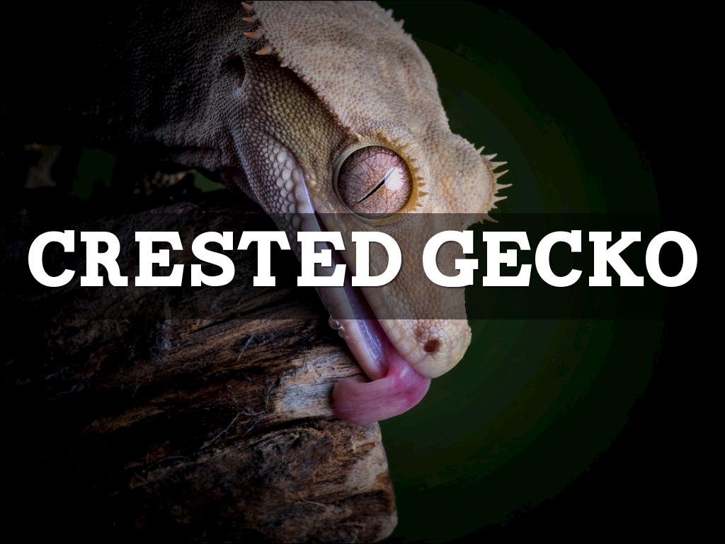 Crested Gecko