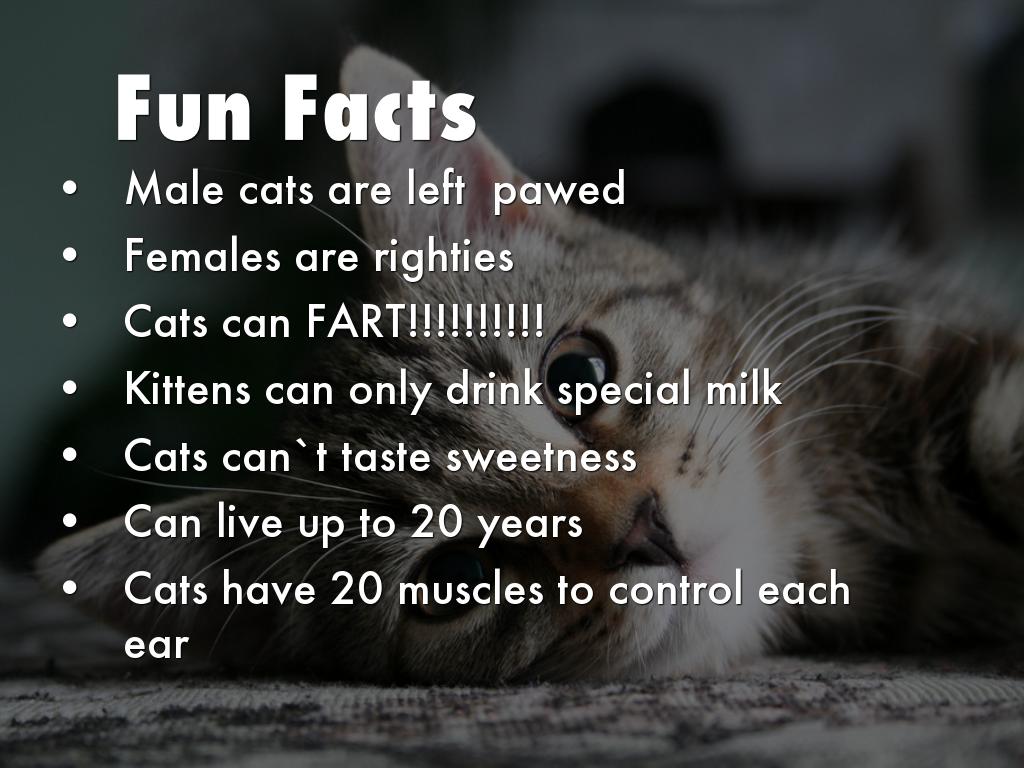 Strange Facts Fun Facts About Cats Fun Facts About Male Cats