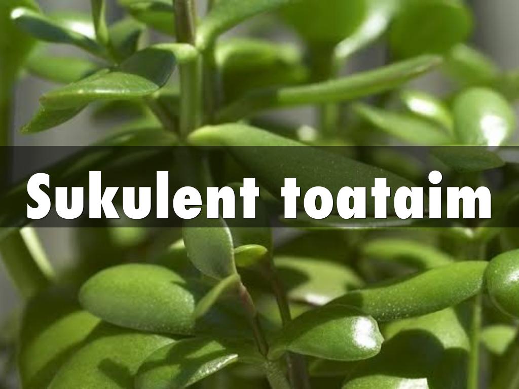 Sukulent toataim