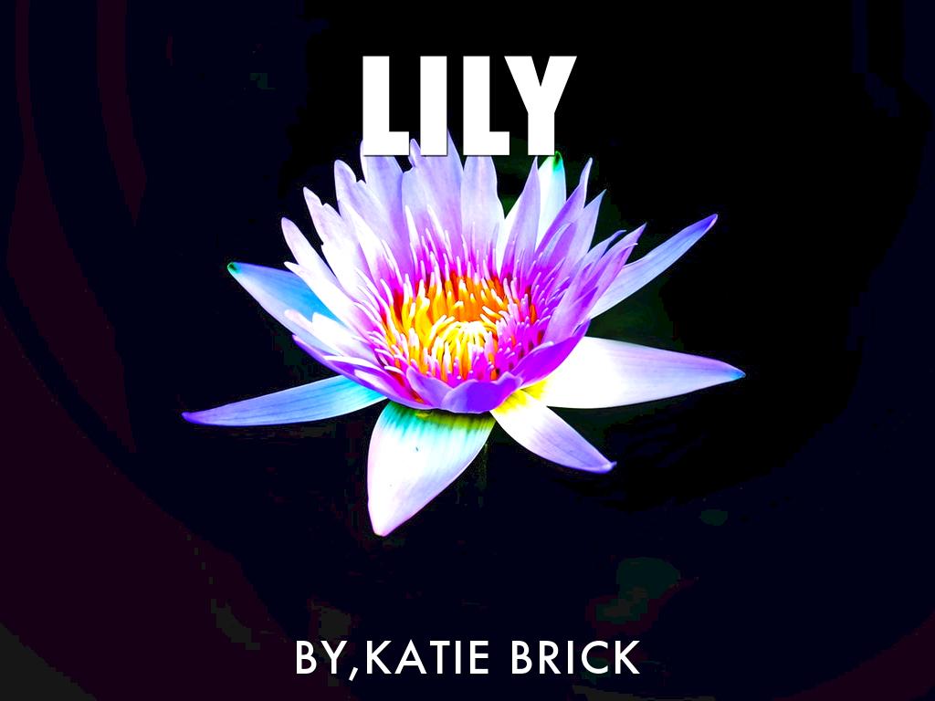 Lily