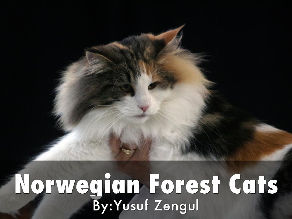 Norwegian Forest Cats