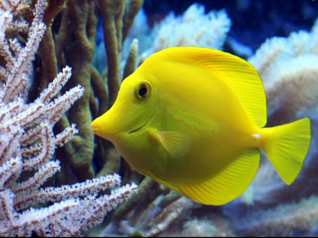 Practica_2_Presentaciones_Jhonny_Castro