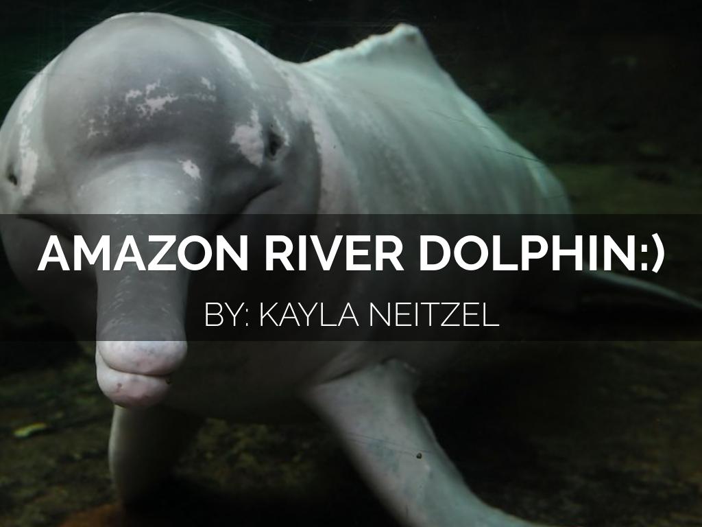 Amazon River Dolphin:)