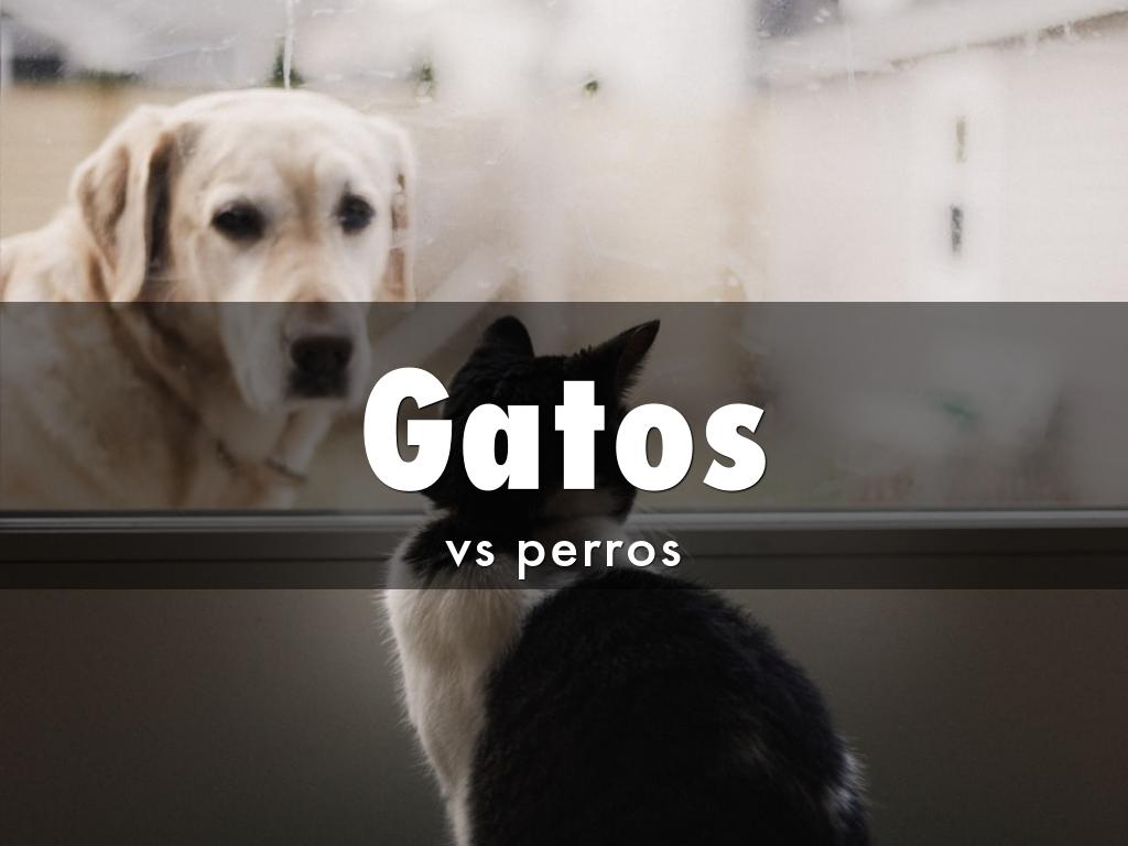 Gatos