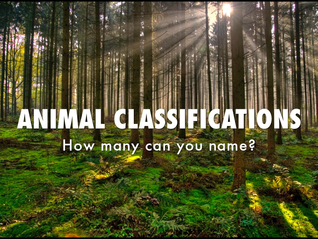 Animal Classification 