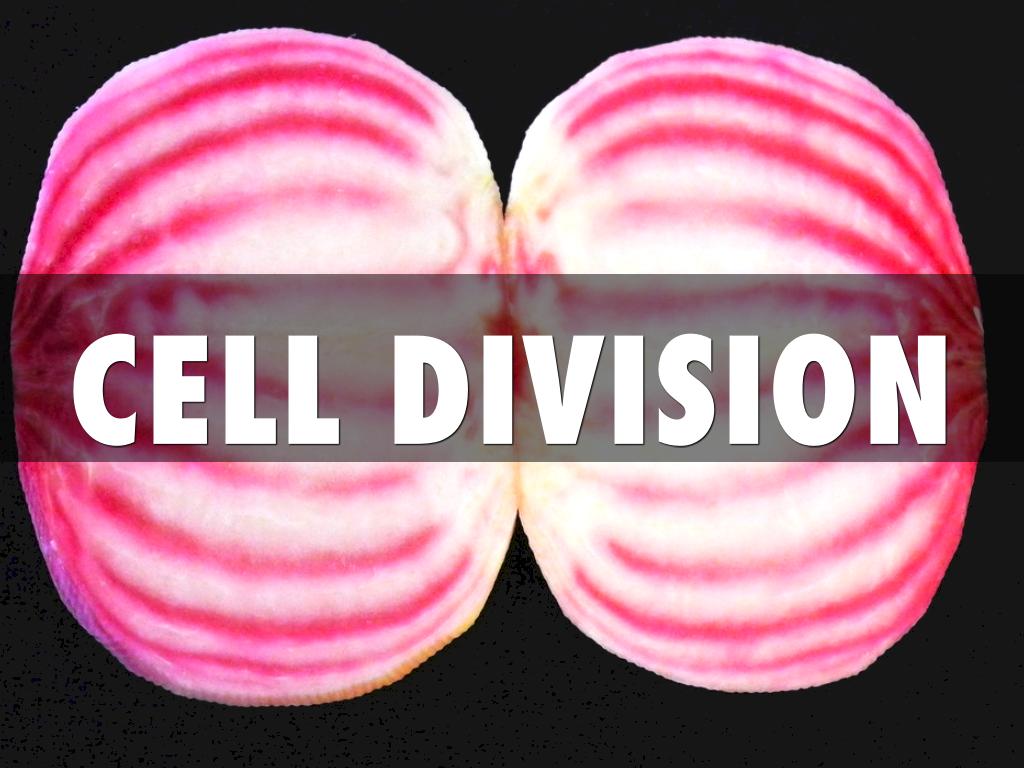 Cell Division
