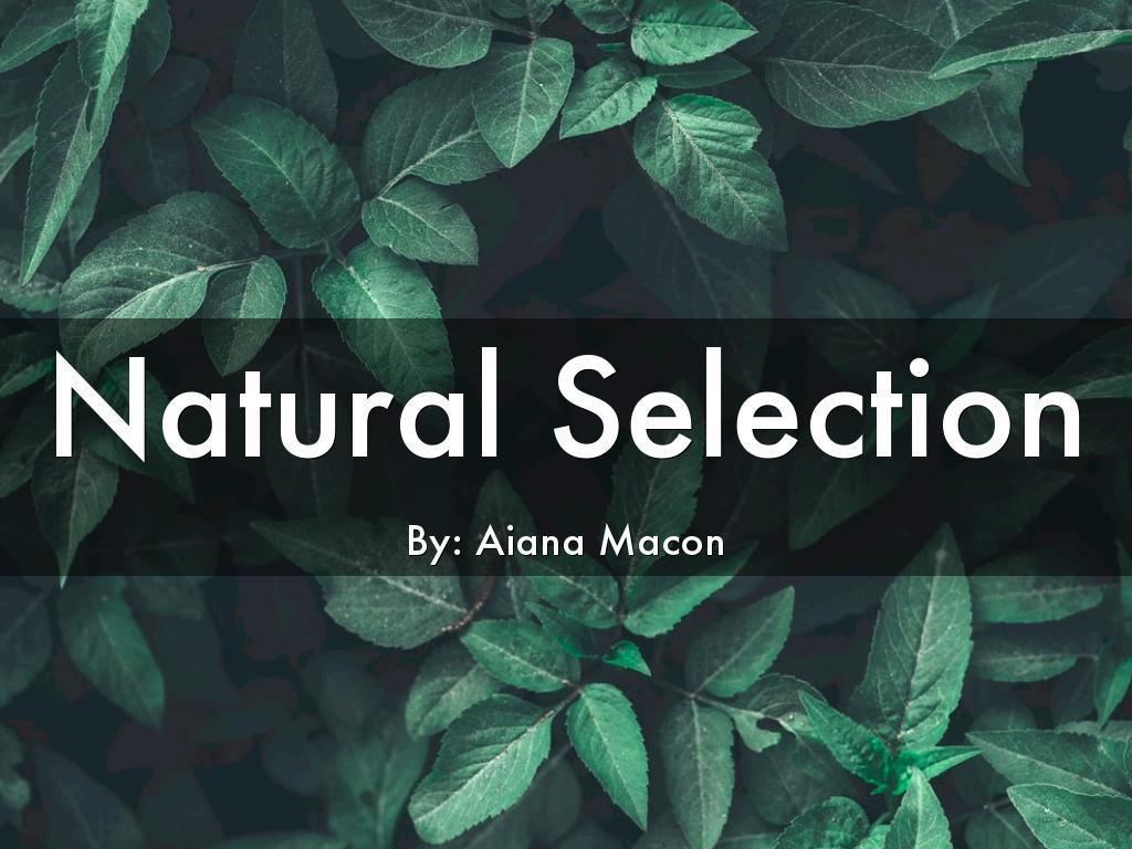 Natural Selection