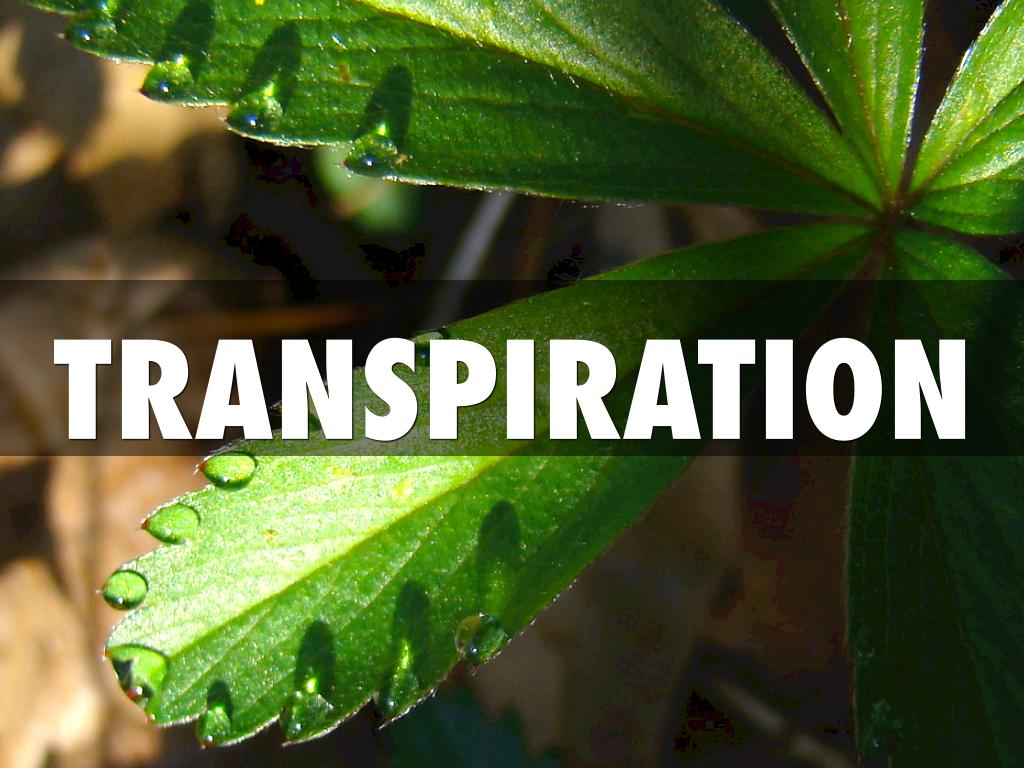 Transpiration 