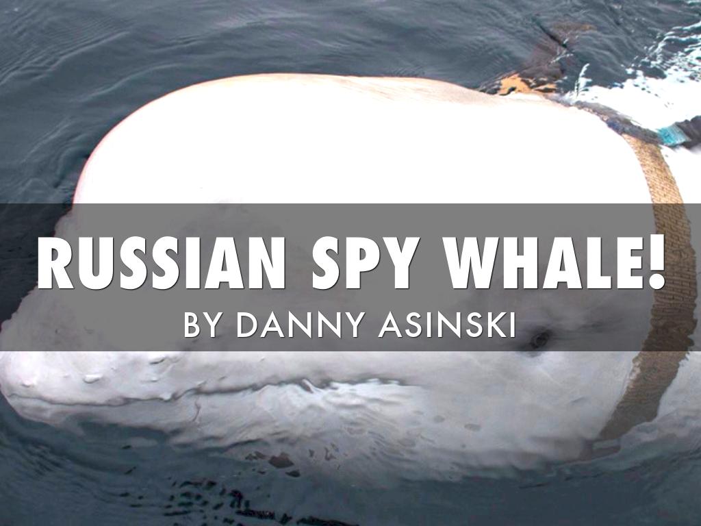 Russian Spy Whale!!!!!!!